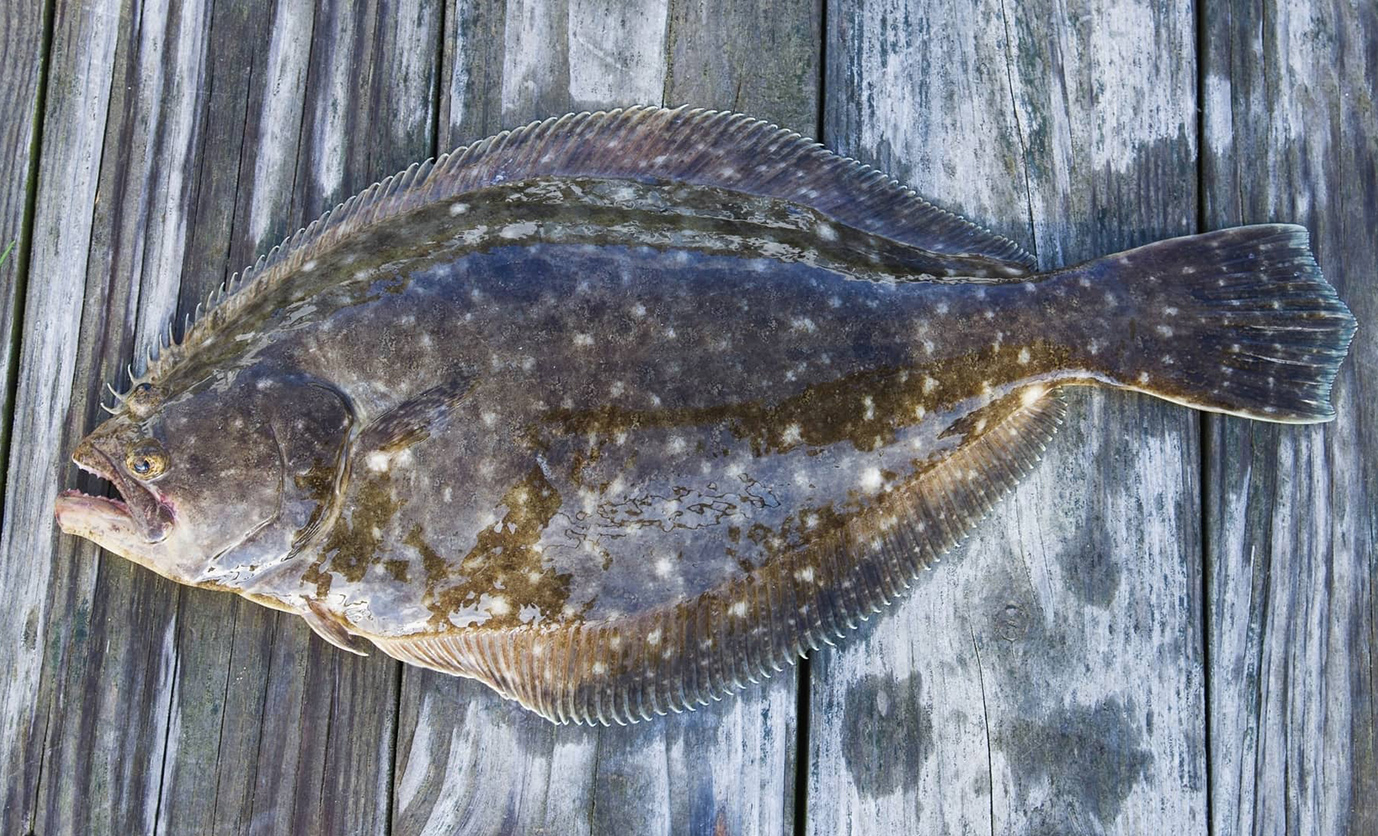 Magnolia Pier Fishing Club